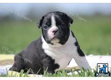 Boston Terrier puppy for sale